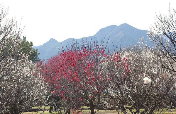 古野梅苑、眉山を背景とした白と赤の梅の写真