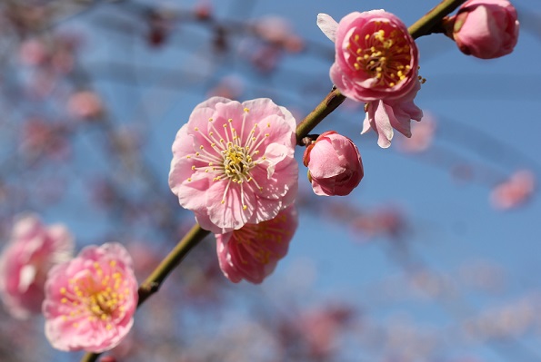 ピンクのしだれ梅の枝と花の写真