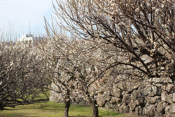 白い梅の梅林の様子の写真