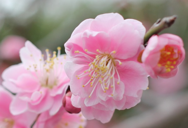 ピンクの八重の梅の写真