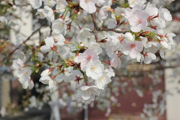 桜のアップ写真