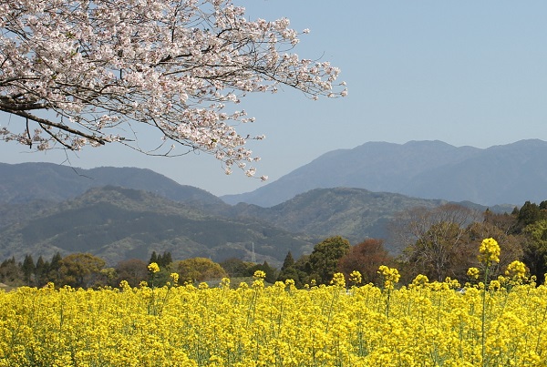 山々を背景とした西都原の菜の花と桜の写真