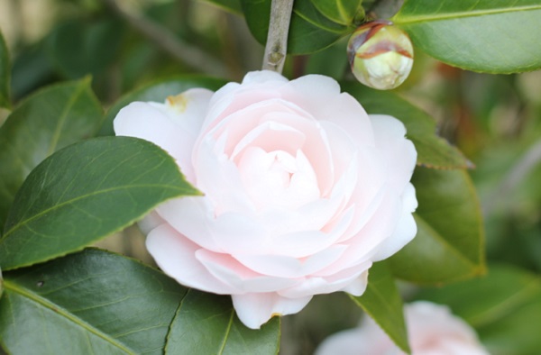 白石記念椿園、薄いピンク、八重咲の椿のアップ写真