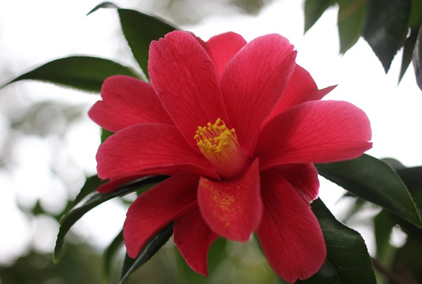 白石記念椿園、花びらに特徴がある赤い椿のアップ写真