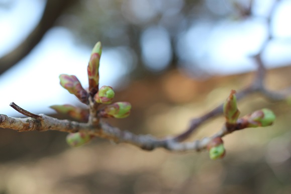 展海峰の桜のつぼみのアップ写真