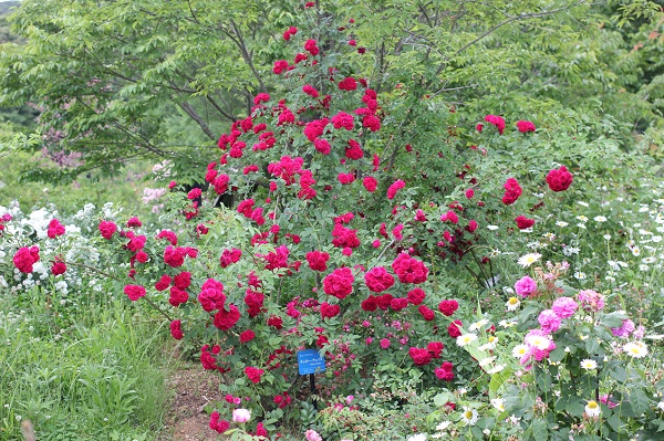 ハウステンボス、イングリッシュガーデンのバラの様子の写真