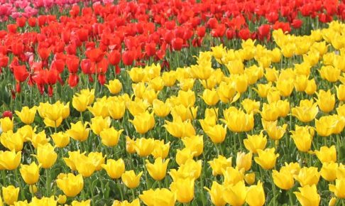 香焼チューリップまつりの赤と黄色のチューリップ花壇の写真