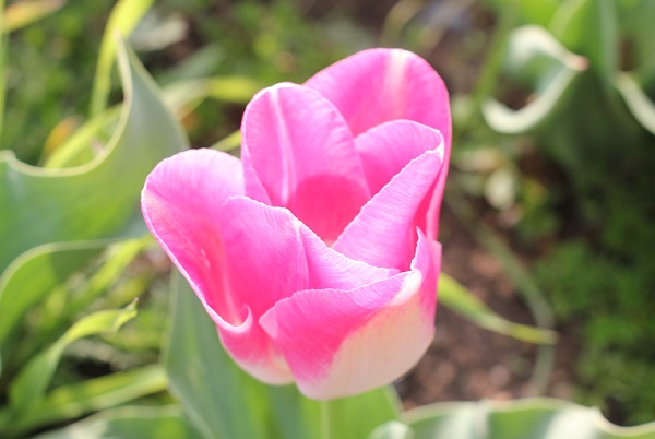 香焼、ピンクの変わり咲きのチューリップの写真