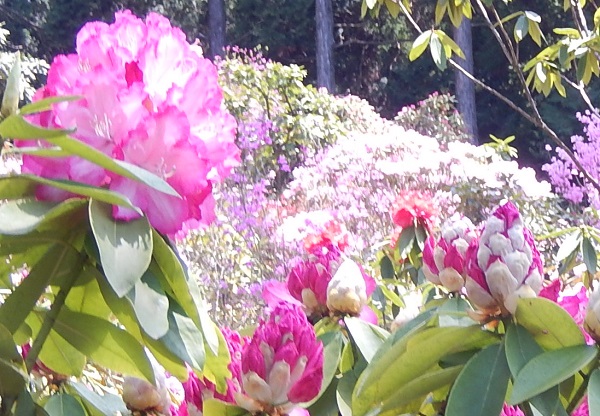 佐賀県　北山シャクナゲ園の石楠花とツツジの写真