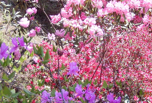 北山シャクナゲ・ツツジ園、ピンクのシャクナゲ、赤のツツジ、紫のミツバツツジの饗宴写真