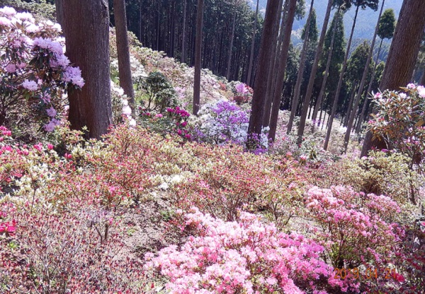 北山シャクナゲ・ツツジ園、杉林の中に咲き乱れるシャクナゲとツツジの写真