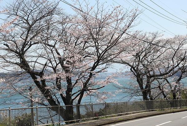 大村湾とソメイヨシノの写真