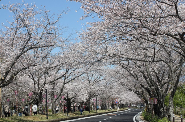 大村公園脇の道路と両脇に咲いてる満開のソメイヨシノの写真
