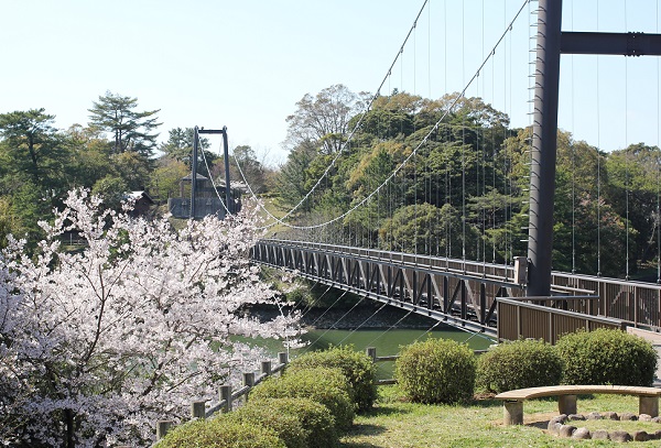 野岳湖の橋と桜の写真