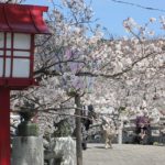 橘神社の入り口の桜並木の写真