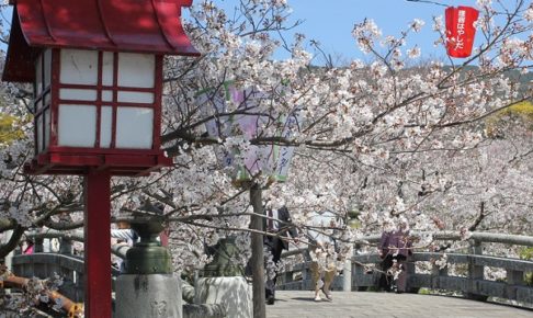 橘神社の入り口の桜並木の写真
