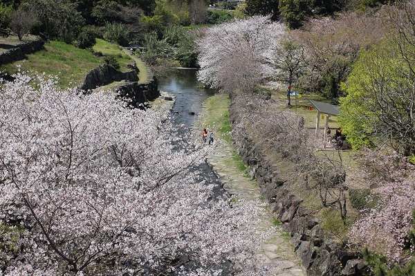 橘神社、橋の上から見た河川公園、美しい桜の様子の写真