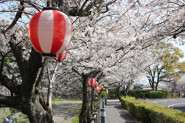 島原城への入り口付近の堀端の桜の写真