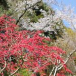 ランランランの庭、赤紅葉と桜の写真
