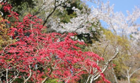 ランランランの庭、赤紅葉と桜の写真
