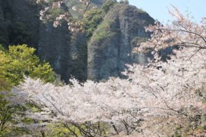 乳待坊公園の絶景、桜と岩の景色の写真