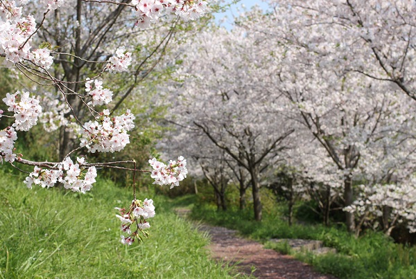 神の島公園の小道、桜並木の写真