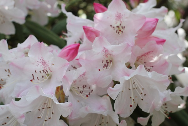 薄いピンクとピンクの蕾の石楠花のアップ写真