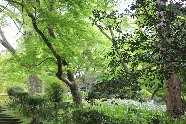 清水寺本坊庭園、しゃがの花と青モミジと椿の写真