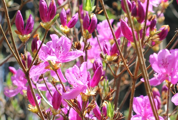 鮮やかに咲くミツバツツジの写真