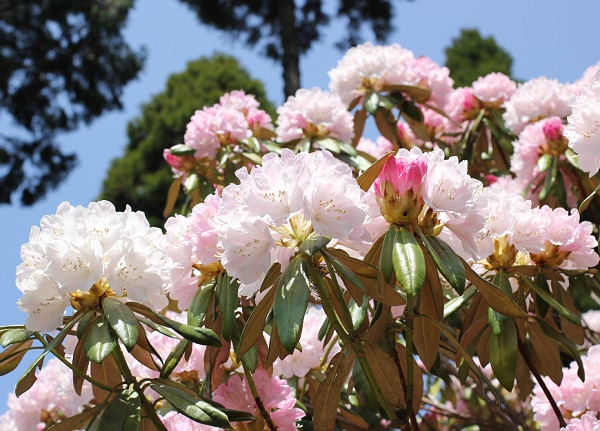 北山シャクナゲ・ツツジ園、薄い桃色のきれいなシャクナゲの写真