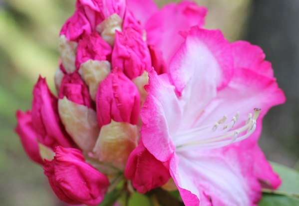 北山シャクナゲ・ツツジ園、ピンクのシャクナゲ、ひとつの蕾だけ開花してる様子の写真