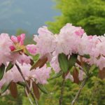英彦山、山を背景に咲くシャクナゲの写真