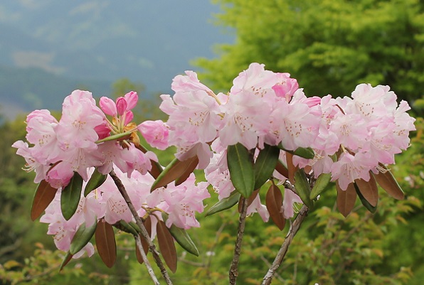 英彦山、山を背景に咲くシャクナゲの写真