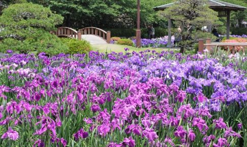 大村公園の菖蒲園の写真