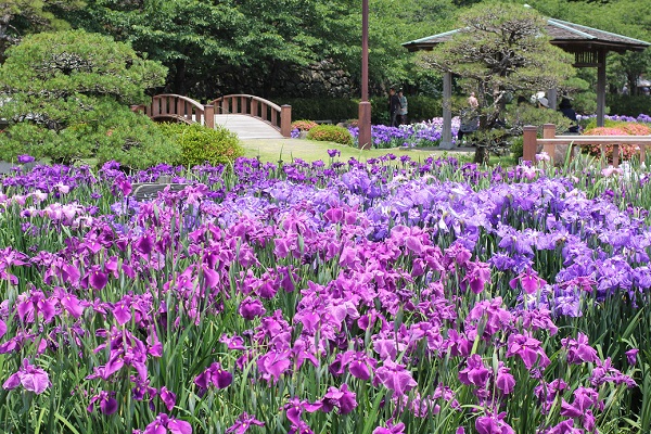 大村公園の菖蒲園の写真