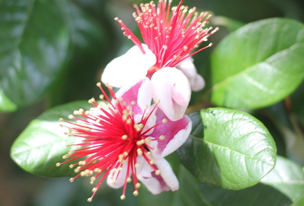 グラバー園に咲いているエキゾチックなフェイジョアの花の写真