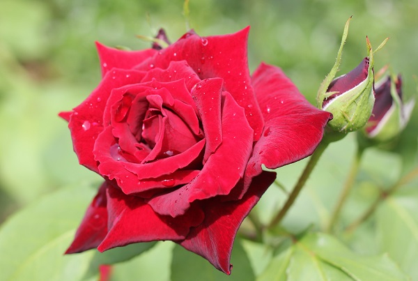 グラバー園、旧リンガー住宅の庭に咲いている真紅のバラのアップ写真