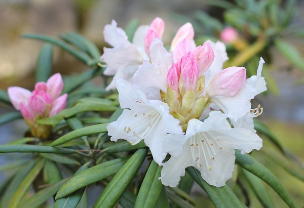 兼六園に咲いているシャクナゲの花の写真