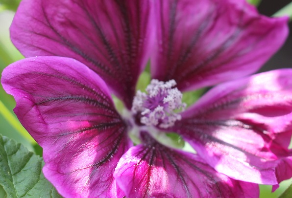 マロウ(ゼニアオイ)の満開にさいた状態の美しい花の写真