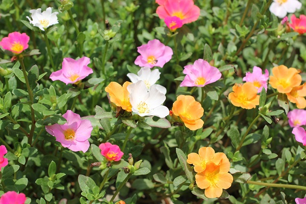 庭の花壇に植えた虹色ポーチュラカ、色とりどりの花が咲いた様子の写真