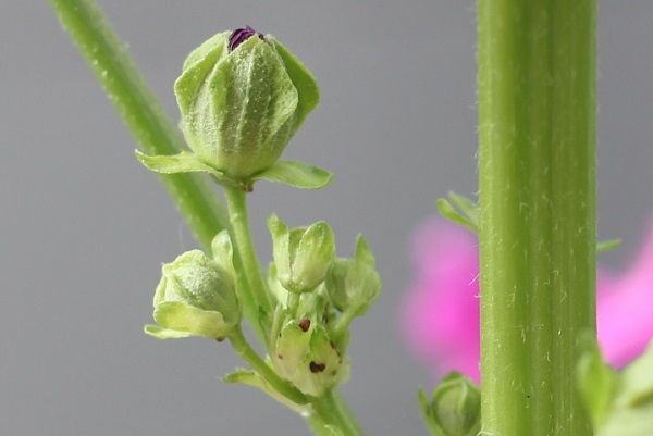 マロウ(ゼニアオイ)の膨らんだ蕾と茎の様子の写真
