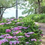 神の島公園に咲くアジサイの花々と小道の写真