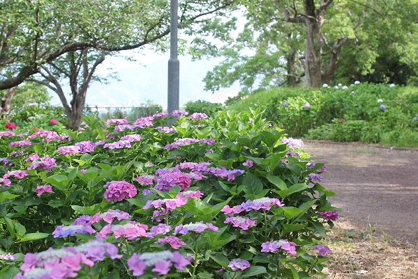 神の島公園に咲くアジサイの花々と小道の写真
