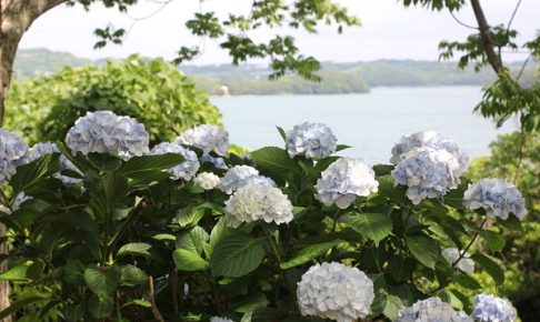 四本堂公園の海を背景に咲くアジサイの写真