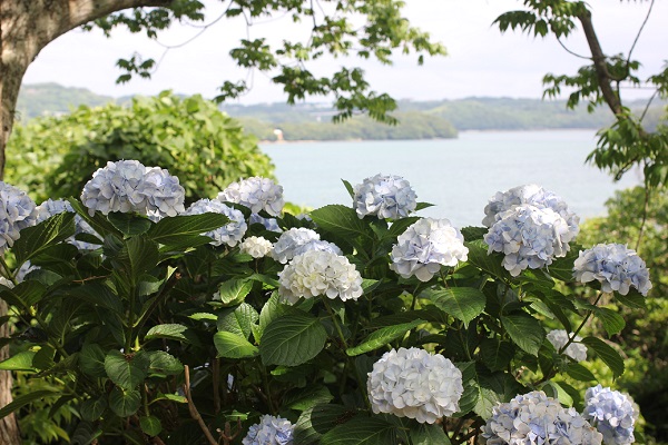 四本堂公園の海を背景に咲くアジサイの写真