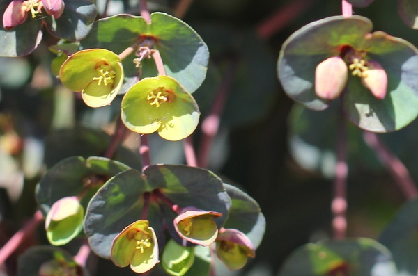 ユーフォルビア ・ブラックバードが咲いてる様子(咲き始め）のアップ写真
