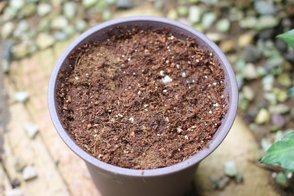 ソテツの種を植木鉢に植えた写真