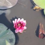 千町無田水田公園に咲く赤いスイレンの花の写真