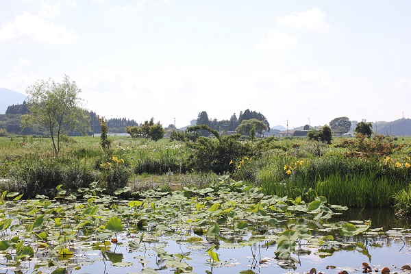 千町無田水田公園、スイレン園と高原の様子の写真