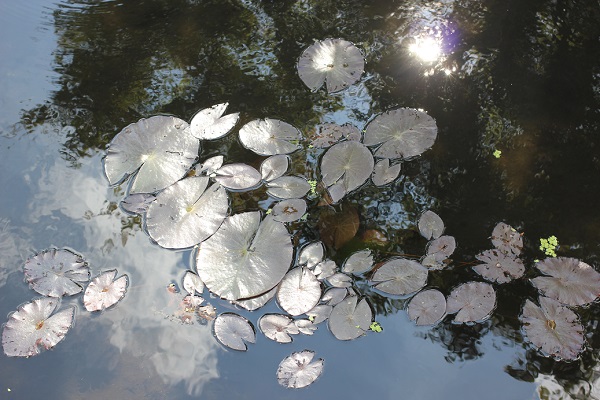 千町無田水田公園のスイレン園、夏の日差しでキラキラと銀色に見えるスイレンの葉と水に映る空の様子の写真